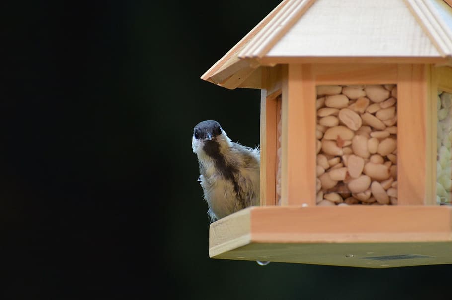 Tit, Bird, Bird, Bird Seed, Peanuts, Feed, depend, plumage HD wallpaper