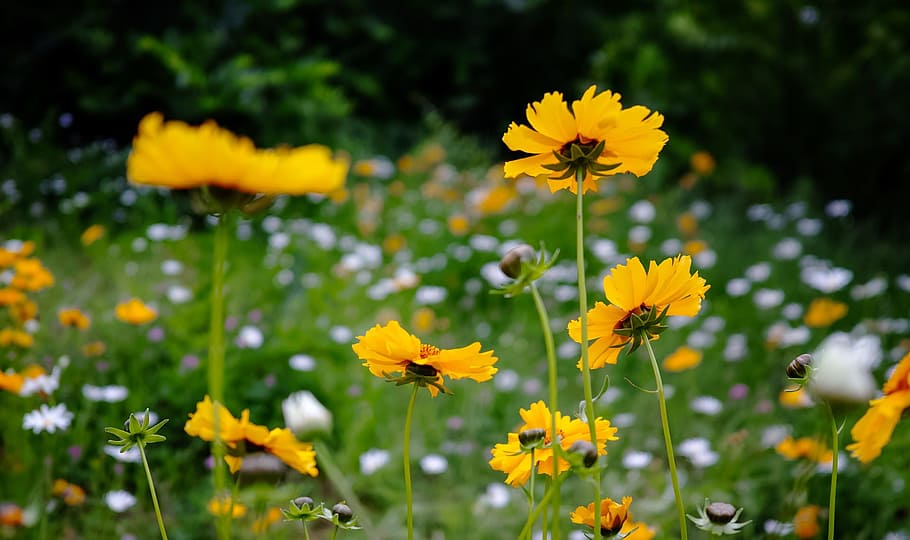 Flower, Yellow, Scenery, nature, plant, growth, petal, flowering plant HD wallpaper
