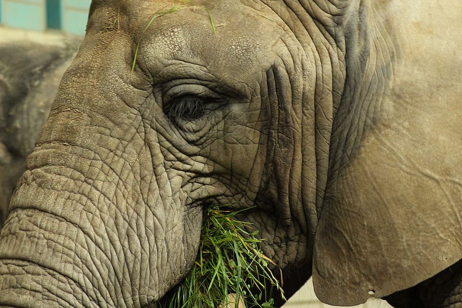 Elephant, Eat, Grass, Pachyderm, Zoo, grey, animal, wildlife HD wallpaper