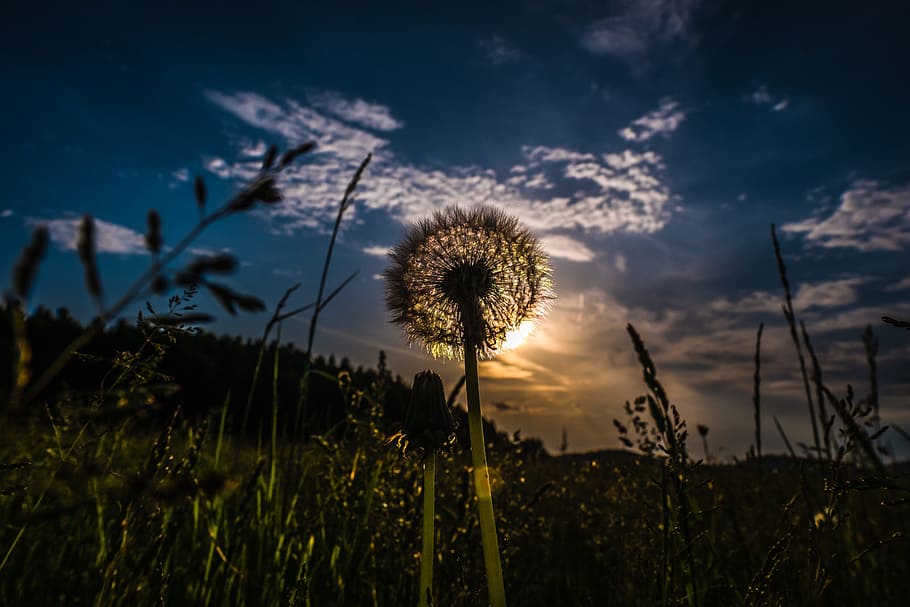 sky, nature, grass, landscape, plant, dandelion, flower, flowering plant HD wallpaper