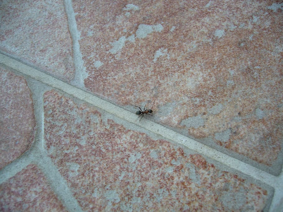 ant, stone, crack, insect, animal, one animal, invertebrate HD wallpaper
