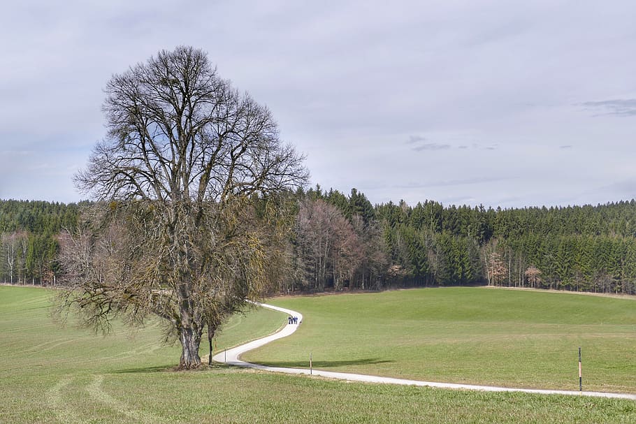 tree, golf, landscape, grass, plant, sky, cloud - sky, beauty in nature HD wallpaper