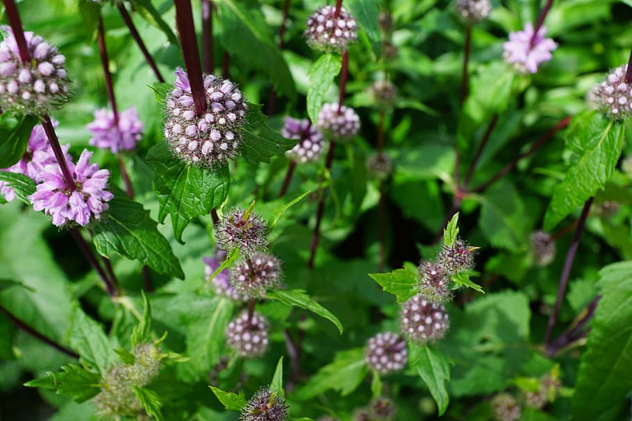 macro photography of pink petaled flowers, mint, herbs, blossom HD wallpaper