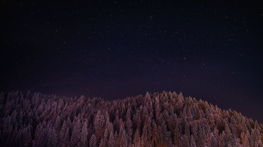 landscape photo of trees, trees under black skies, pink pine HD wallpaper