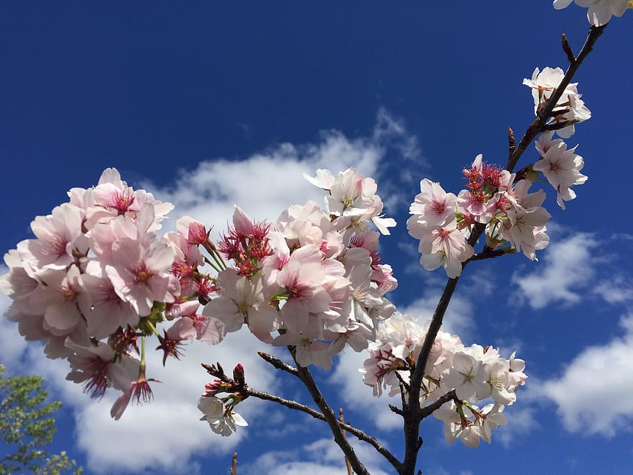 blossoms, pink, spring, blue sky, plant, flowering plant, tree HD wallpaper