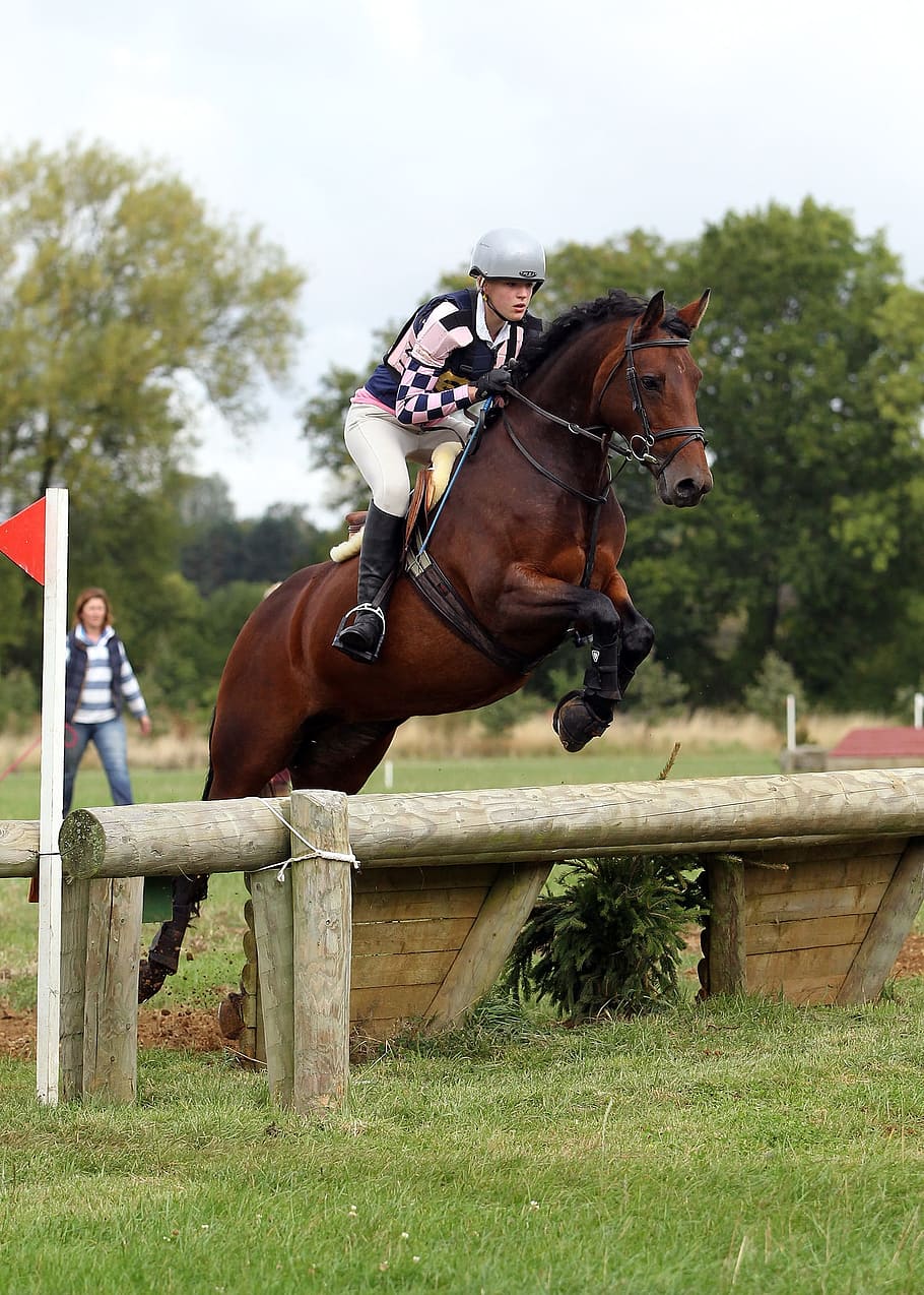 eventing, horse, jumping, livestock, domestic animals, animal wildlife HD wallpaper