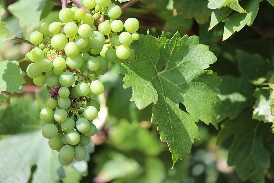 grapes, wine, vine, bunch, leaf, agriculture, vineyard, fruit HD wallpaper