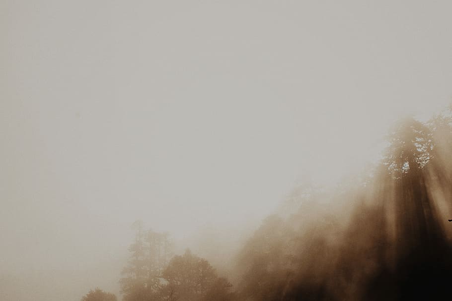 trees covered with fogs, foggy moutains, forest, landscape, nature HD wallpaper