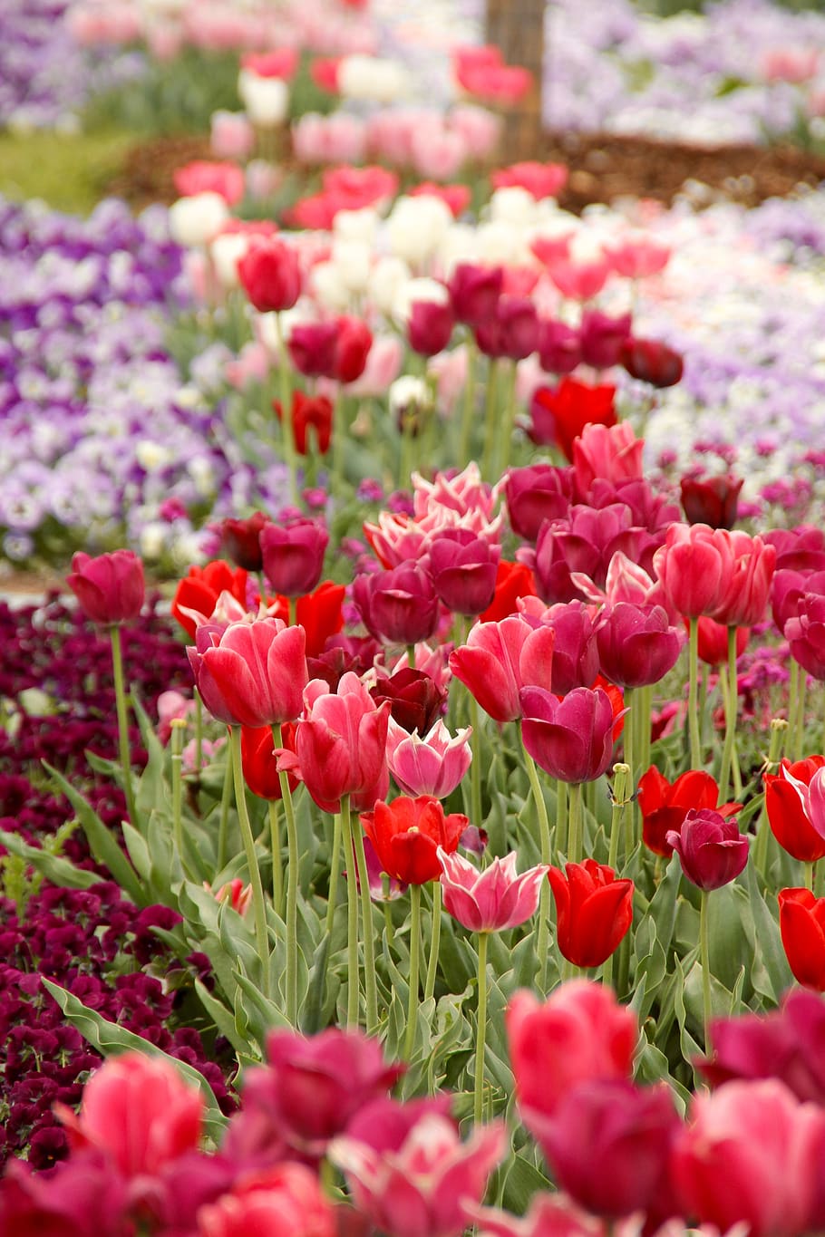 tulips, tulipa, tulpenzwiebel, breeding tulip, red, schnittblume, HD wallpaper