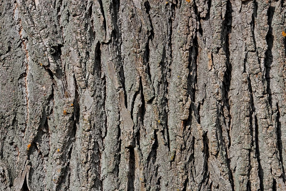 tree bark, wood, structure, nature, log, texture, pattern, background HD wallpaper