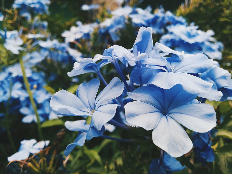 selective focus photography of blue petaled flowers, wildflower, HD wallpaper