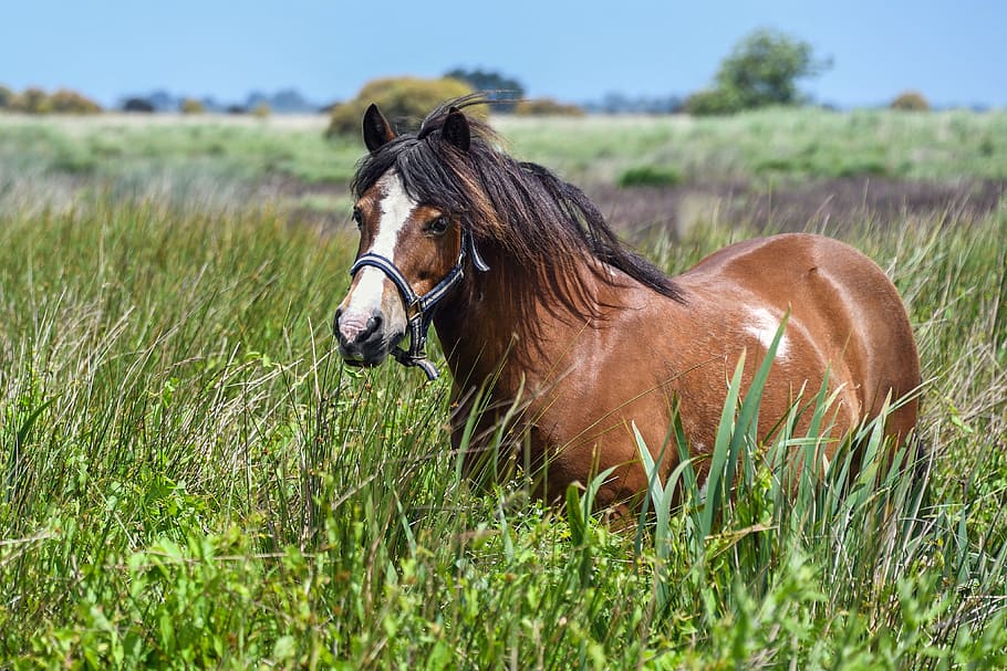 brown horse standing between green grass field during daytime HD wallpaper