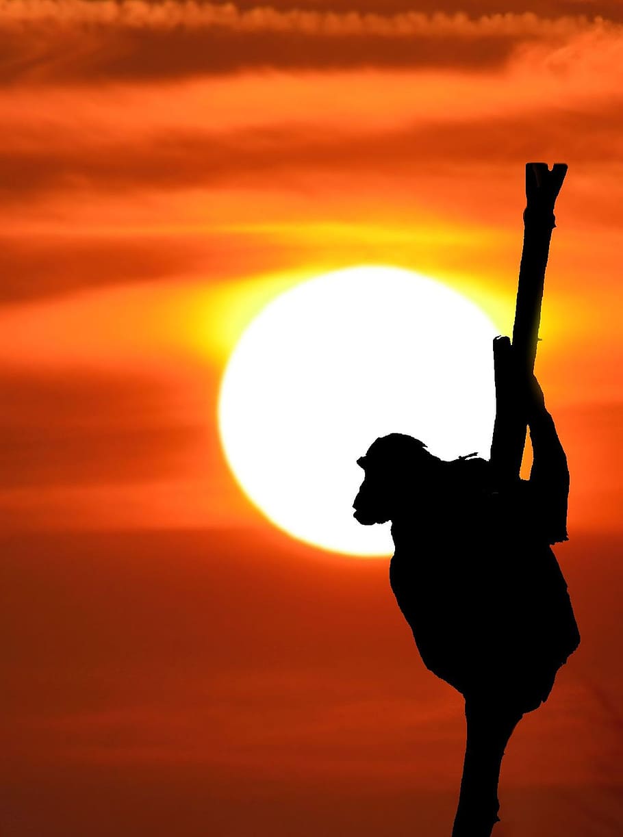 monkey, sunset, nature, silhouette, sky, orange color, one person HD wallpaper
