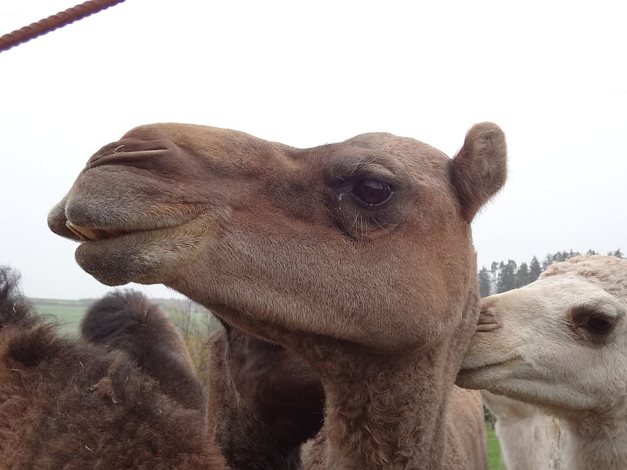 camel, head, desert ship, mammal, animal themes, domestic animals HD wallpaper