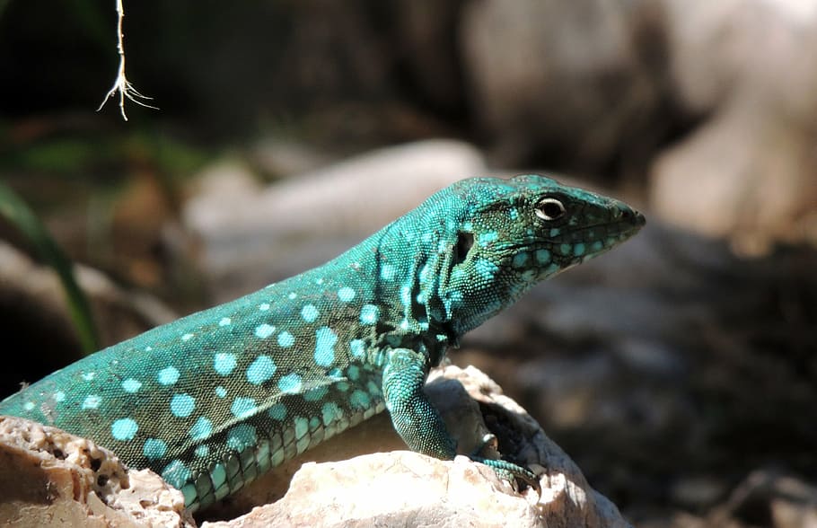lizard, animal, reptile, animal themes, one animal, animal wildlife HD wallpaper