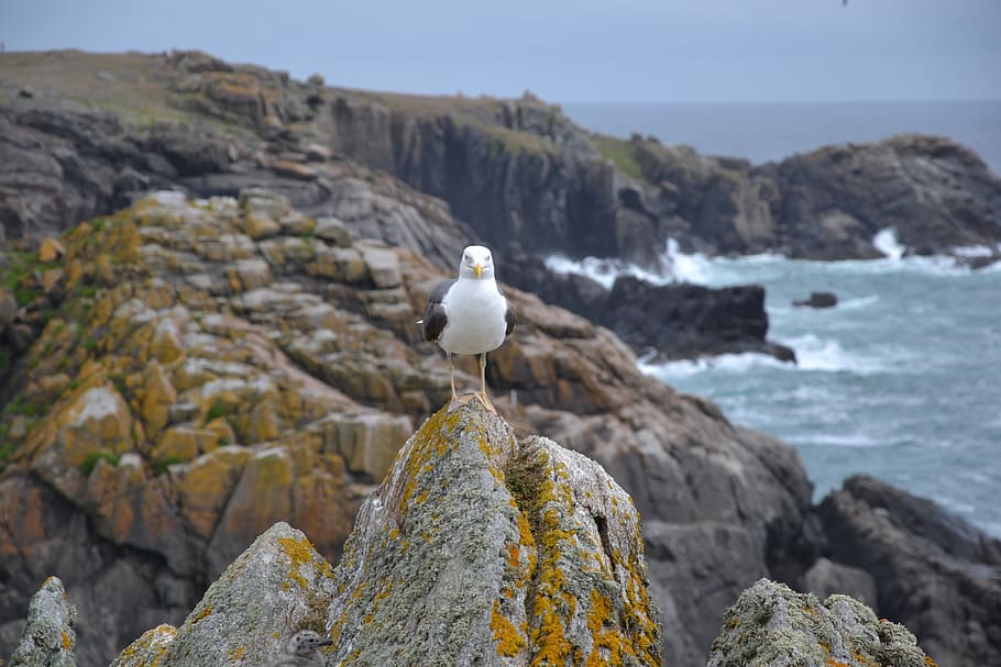 gull, sea, side, rocks, brittany, wild coast, solid, rock - object HD wallpaper