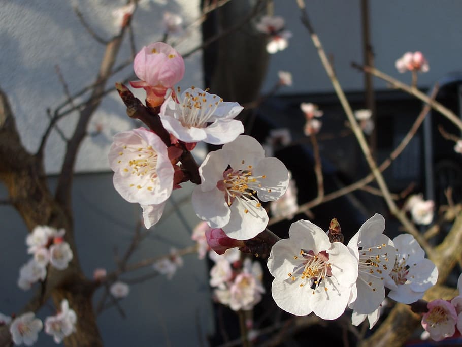 spring, blossom, bloom, flourishing tree, flowering trees, close HD wallpaper