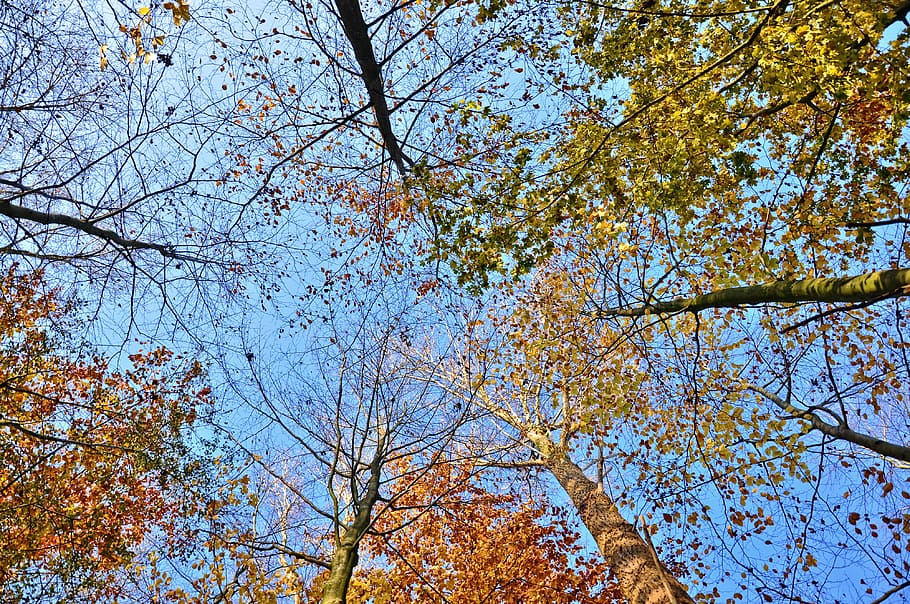 tree tops, trees, trunks, leaves, autumn trees, looking up HD wallpaper