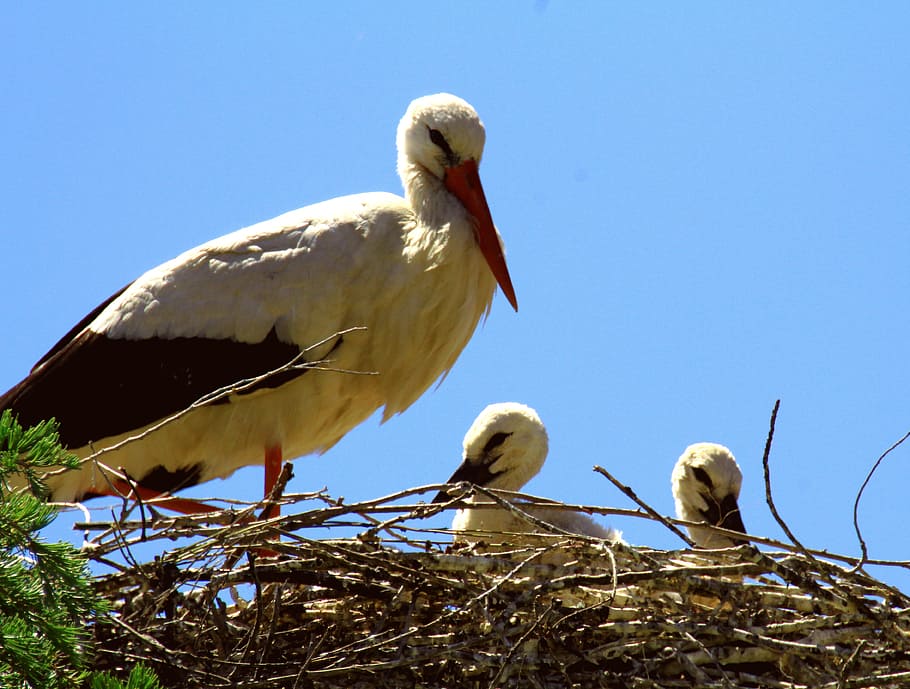 spain, storks, nest, chicks, young, nature, wildlife, bird HD wallpaper