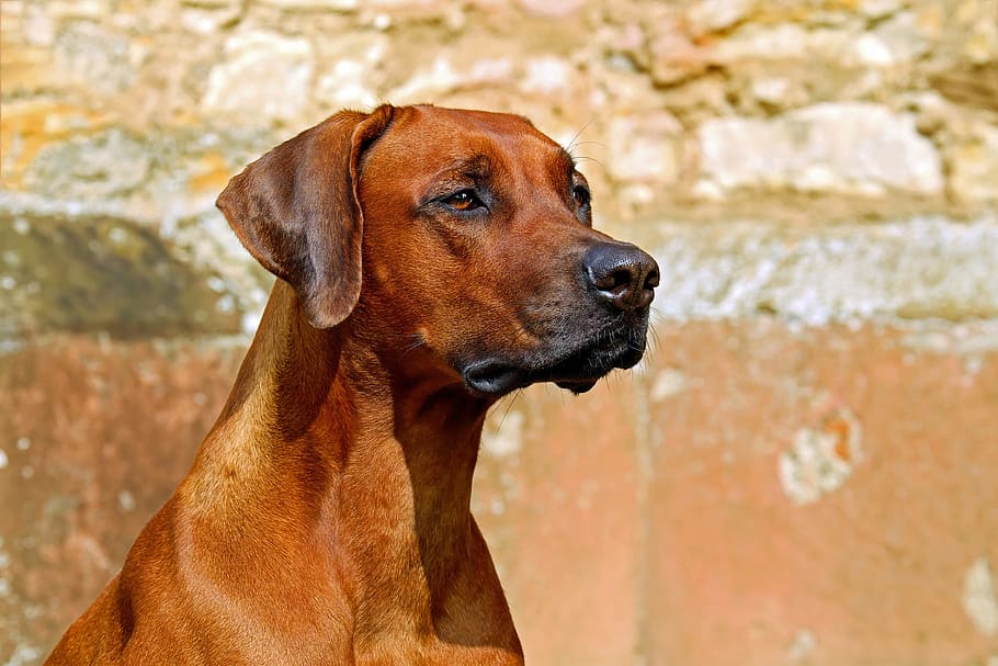 adult Rhodesian ridgeback, dog, purebred dog, large, bitch, beautiful, HD wallpaper