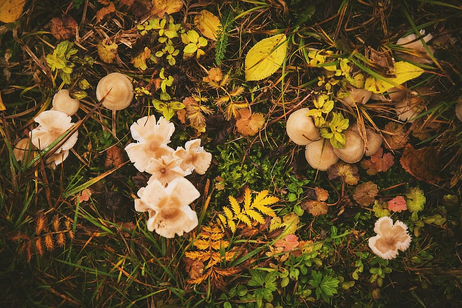 nature, autumn, fall, grass, leaf, leaves, mushroom, plant HD wallpaper