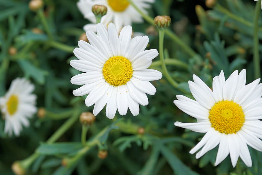 shallow focus of Oxeye Daisy, daisies, flower, blossom, bloom, HD wallpaper