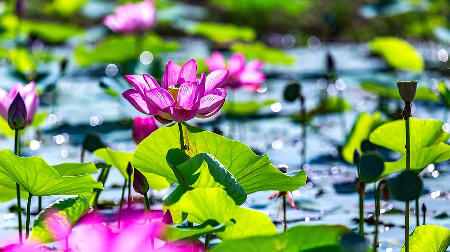 nature, flora, flower, leaf, garden, beautiful, summer, blooming HD wallpaper