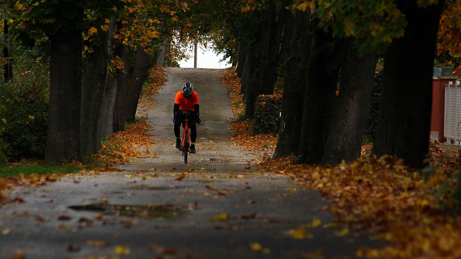person riding bicycle between trees, man biking on road between trees, HD wallpaper