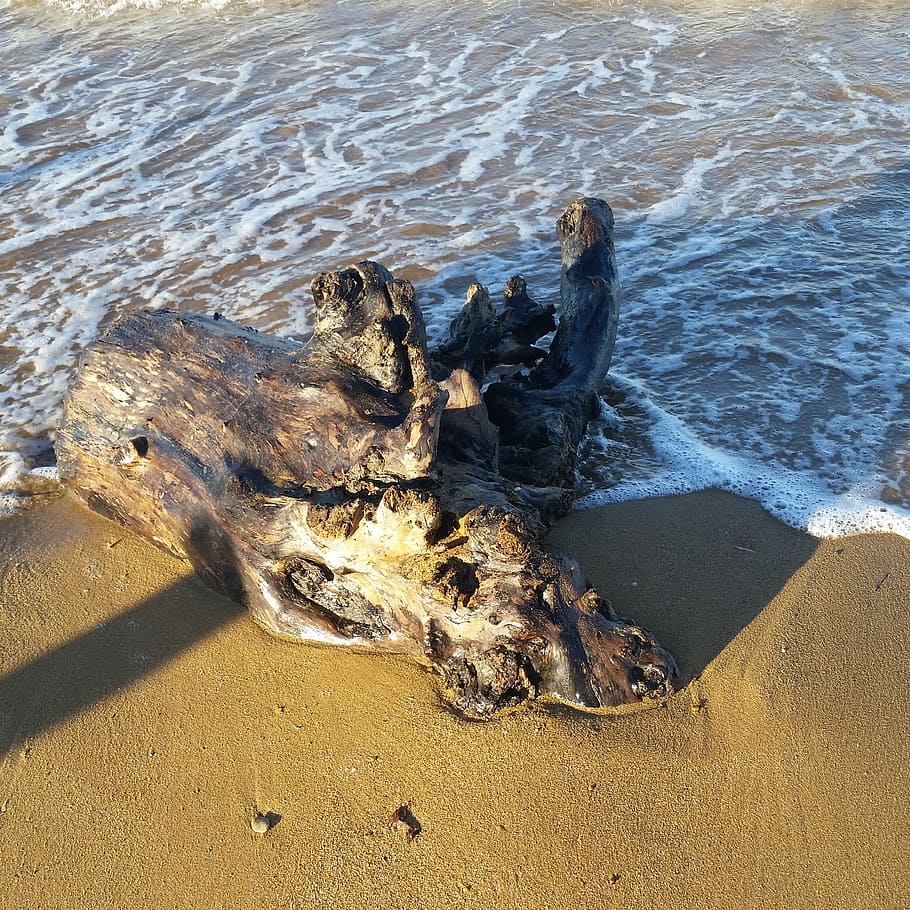 tree, trunk, sea, waves, crotone, calabria, tree trunk, august HD wallpaper