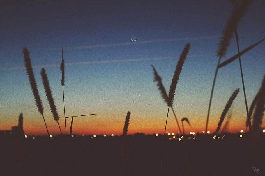 sunset, dusk, moon, sky, silhouette, plants, landscape, nature HD wallpaper
