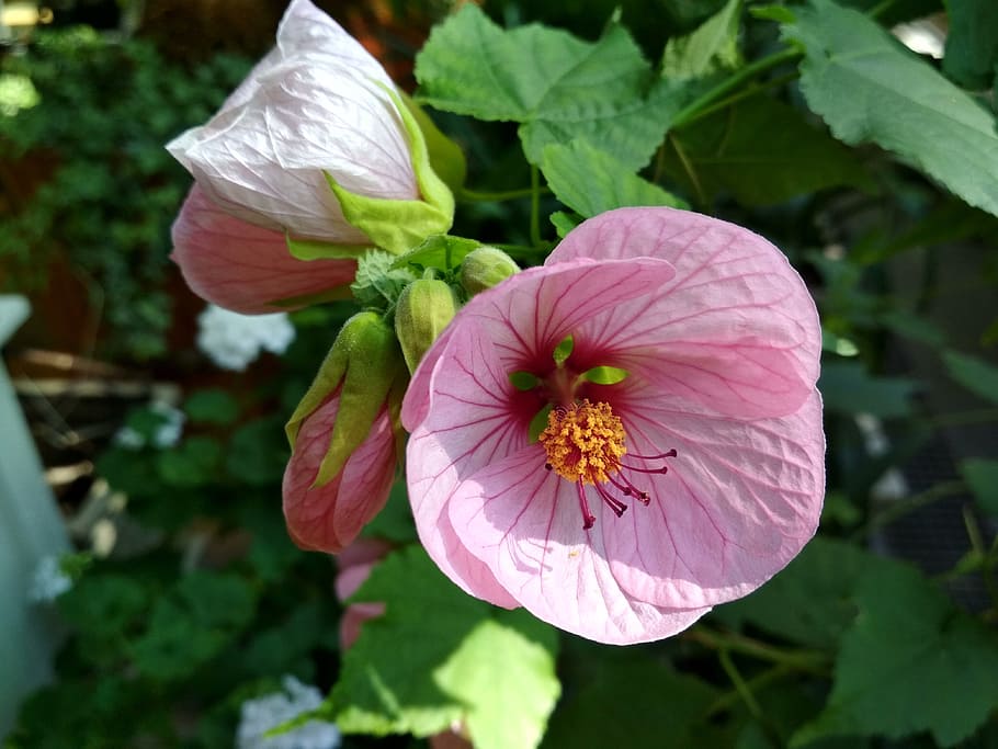 abutilon, flower, bud, plant, beautiful flower, stamen, flowering plant, HD wallpaper