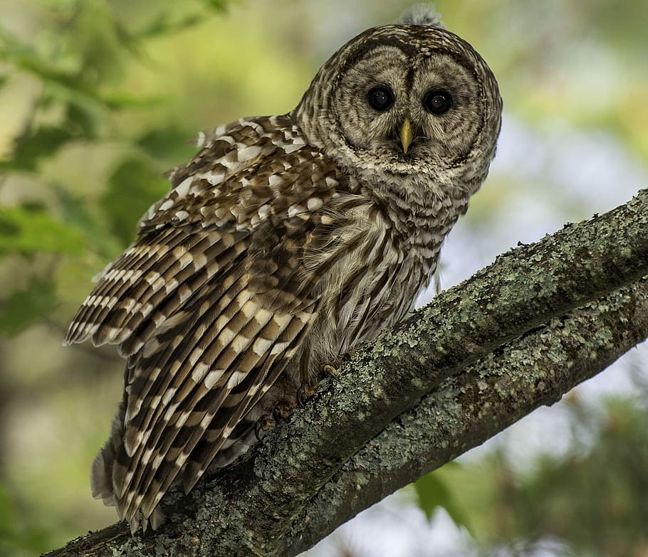 brown owl perched on brown wooden tree during daytime, gray owl perching on tree HD wallpaper