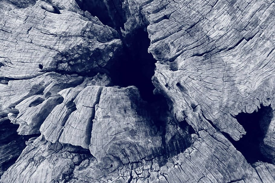 tree, tree section, black and white, textured, cracked, pattern HD wallpaper