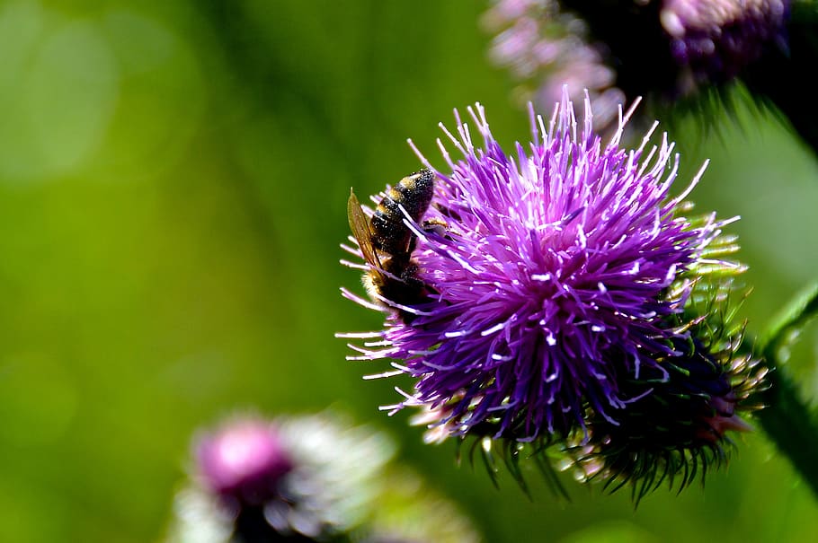 bee, thistle, summer, close, insect, flower, flowering plant HD wallpaper