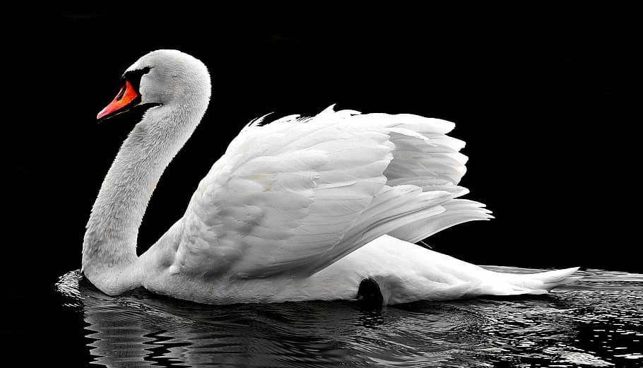 white swan on water photo, water bird, lake, nature, waters, animal