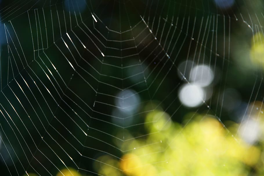 cobweb, network, weave, structure, background, texture, close HD wallpaper