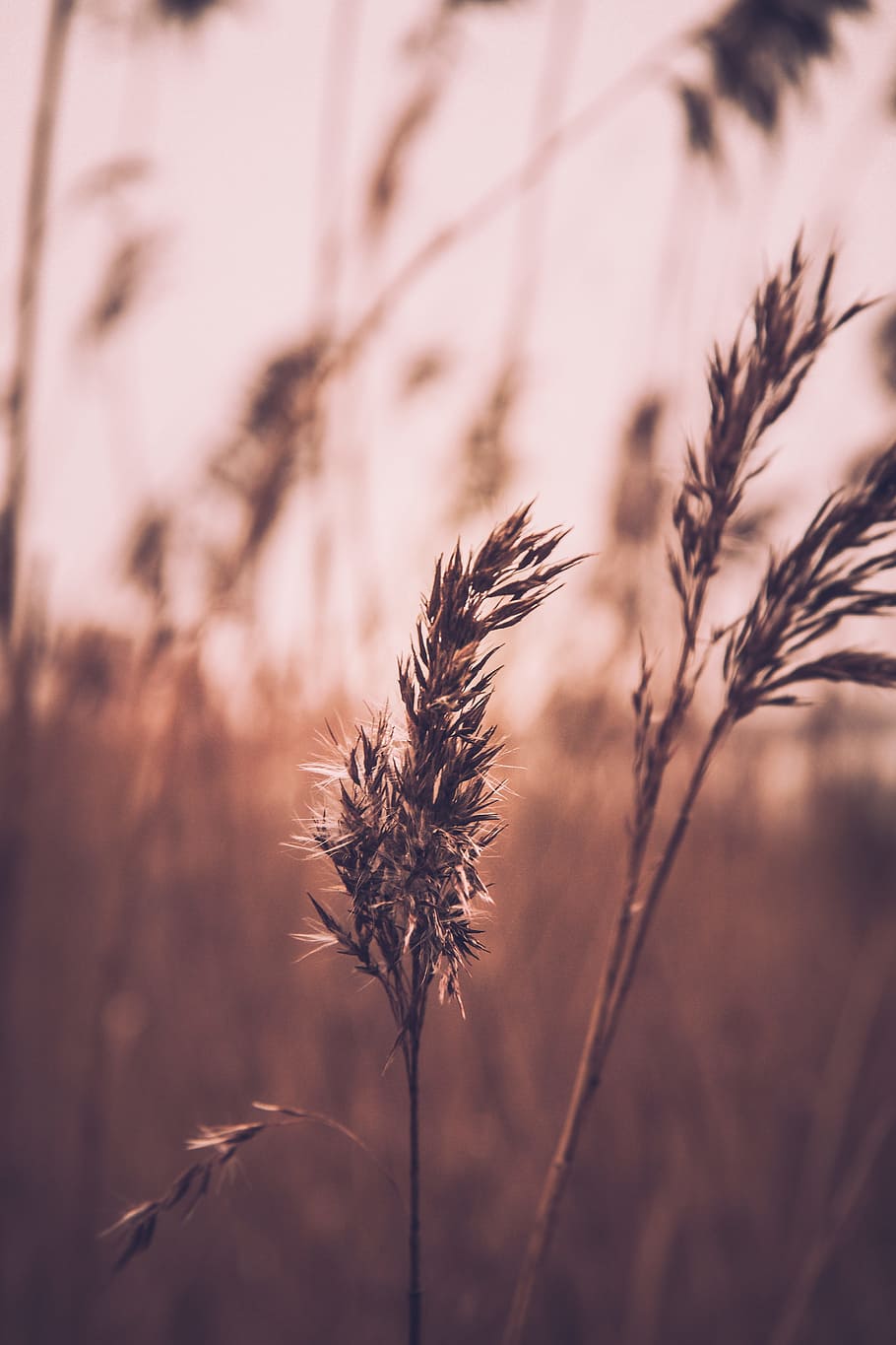 selective focus of plants, selective focus photo of brown fountain grass at daytime HD wallpaper