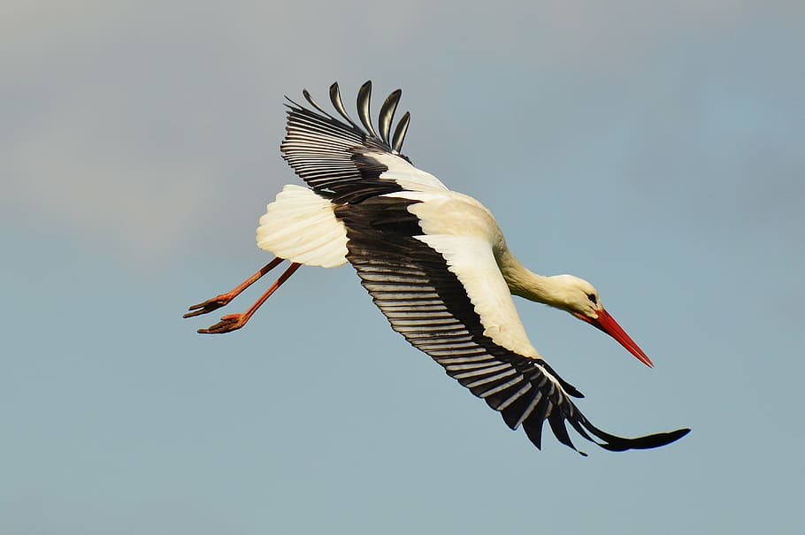 white and black bird, stork, fly, elegant, feather, plumage, nature