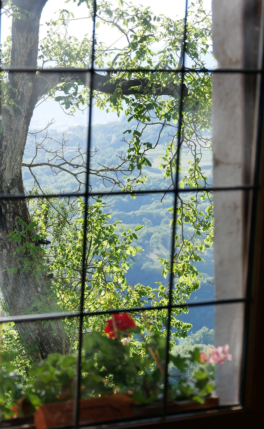 window, view, tree, flowers, france, plant, growth, day, no people HD wallpaper