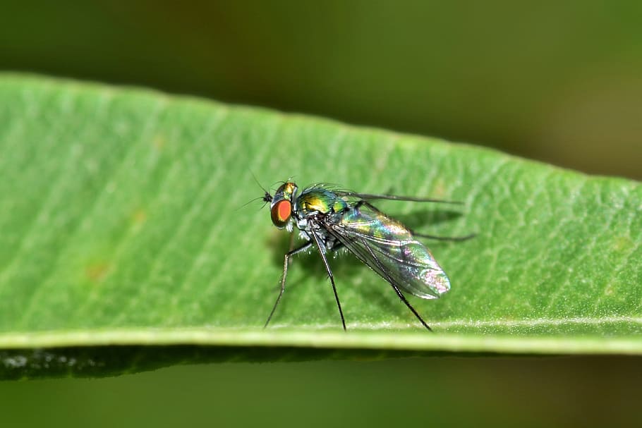 Long Legged Fly, Insect, green insect, metallic insect, creature, HD wallpaper