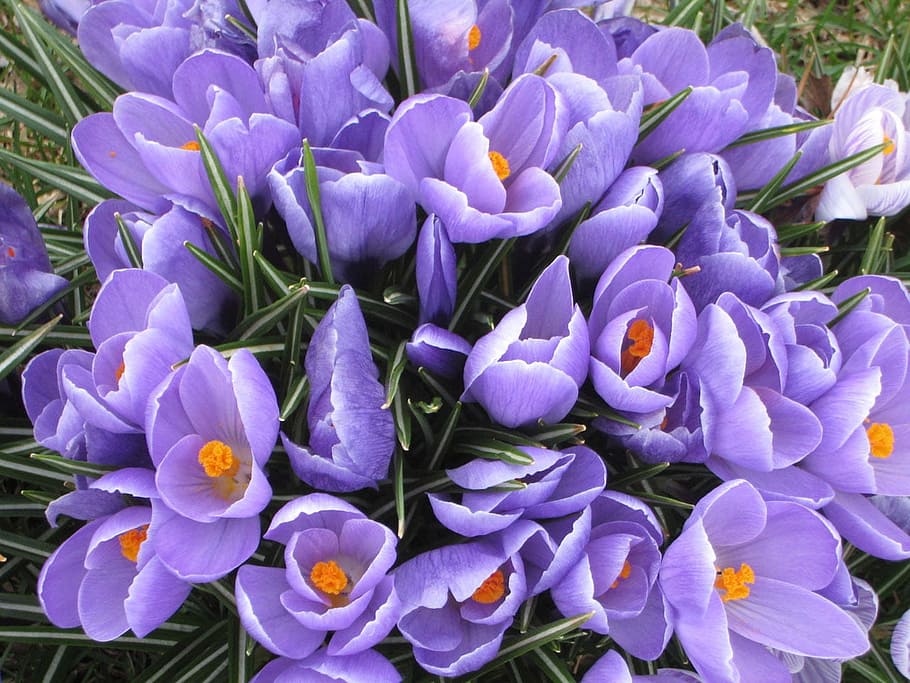 flower, crocus, spring, springtime, blooming, small, flowering plant HD wallpaper