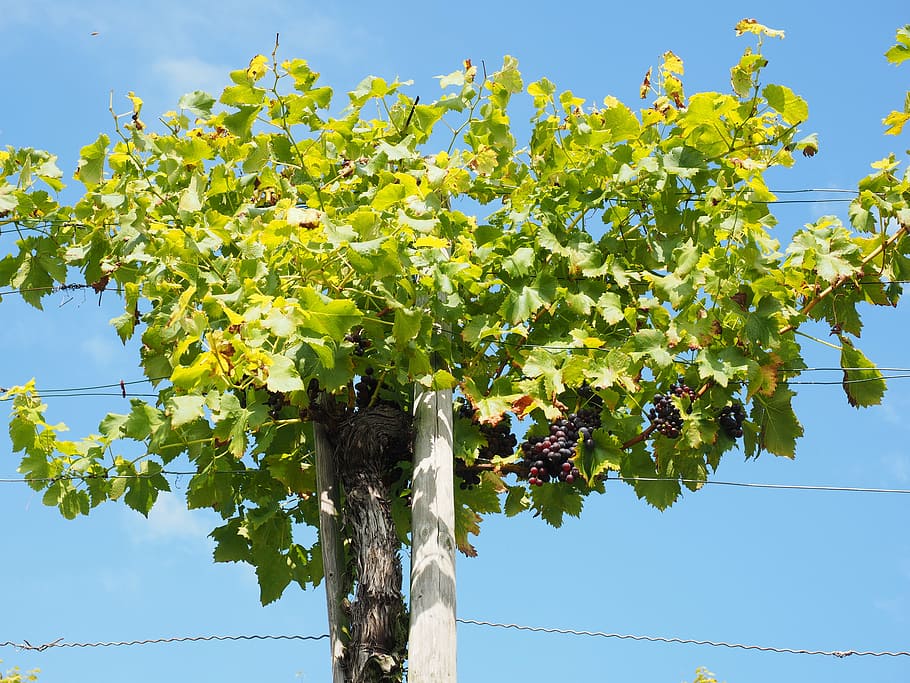 grapevine, grapes, winegrowing, blue, plantation, climber, crop HD wallpaper