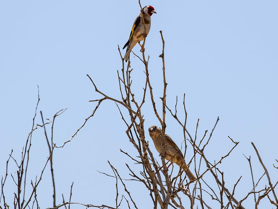 birds, tree, branch, nature, wildlife, animal, spring, animal themes HD wallpaper