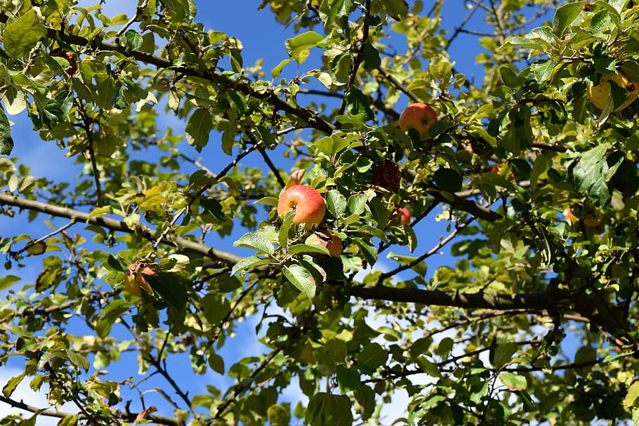 Apple, Tree, Apple Tree, Fruit, Garden, autumn, late summer HD wallpaper