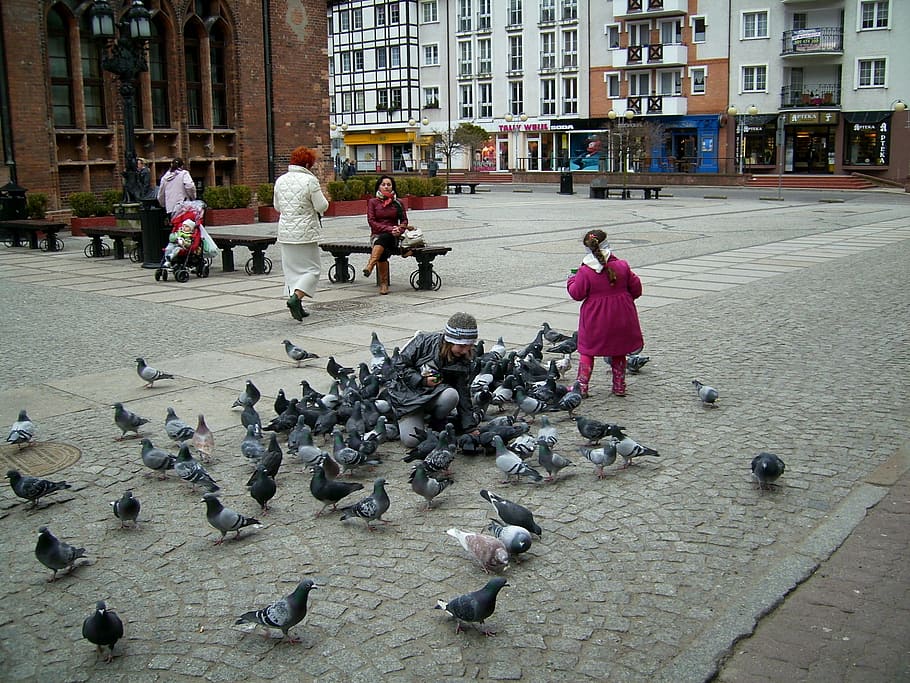 kołobrzeg, the market, the old town, pigeons, little girl