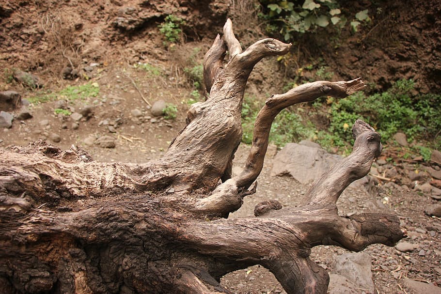 Wood, Tree, Log, animal wildlife, animals in the wild, nature HD wallpaper