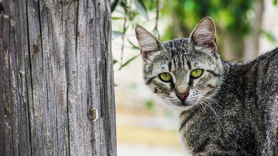 Cat, Stray, Curious, young, lovely, grey, looking, cyprus, village HD wallpaper