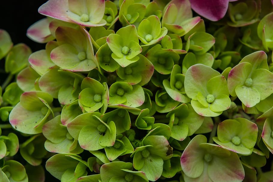 hydrangea, flowers, spring, nature, spring flowers, flora, growth HD wallpaper