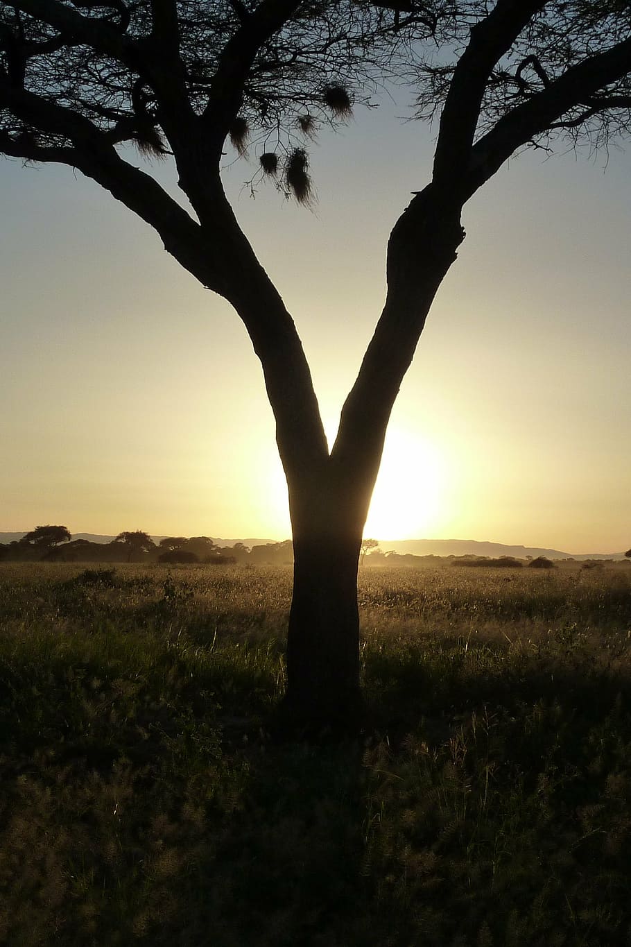 tree, sun, sunset, africa, tarangire, tanzania, landscape, silhouette HD wallpaper