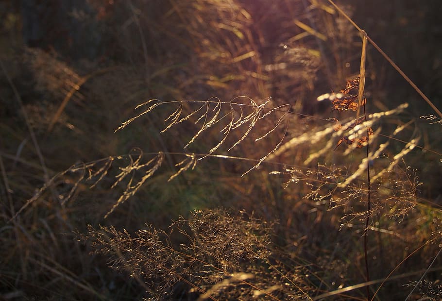 hay, forest, light, nature, finnish, autumn, evening, grow HD wallpaper